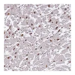 Atlas Antibodies Anti-OR10AD1 Antibody