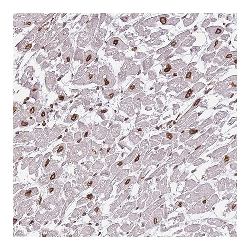 Atlas Antibodies Anti-OR10AD1 Antibody
