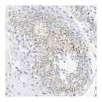Atlas Antibodies Anti-OPRM1 Antibody