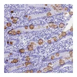 Atlas Antibodies Anti-OR10J3 Antibody