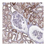 Atlas Antibodies Anti-OR10R2 Antibody