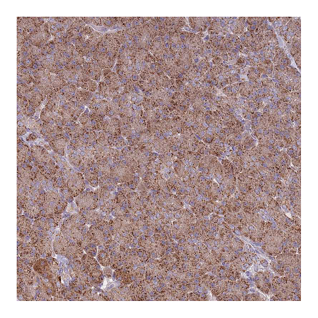 Atlas Antibodies Anti-OR10Q1 Antibody