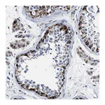 Atlas Antibodies Anti-OR10G3 Antibody