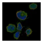 Atlas Antibodies Anti-OR10P1 Antibody