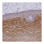 Atlas Antibodies Anti-OR10Z1 Antibody