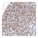 Atlas Antibodies Anti-OR10V1 Antibody