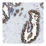 Atlas Antibodies Anti-OR14K1 Antibody