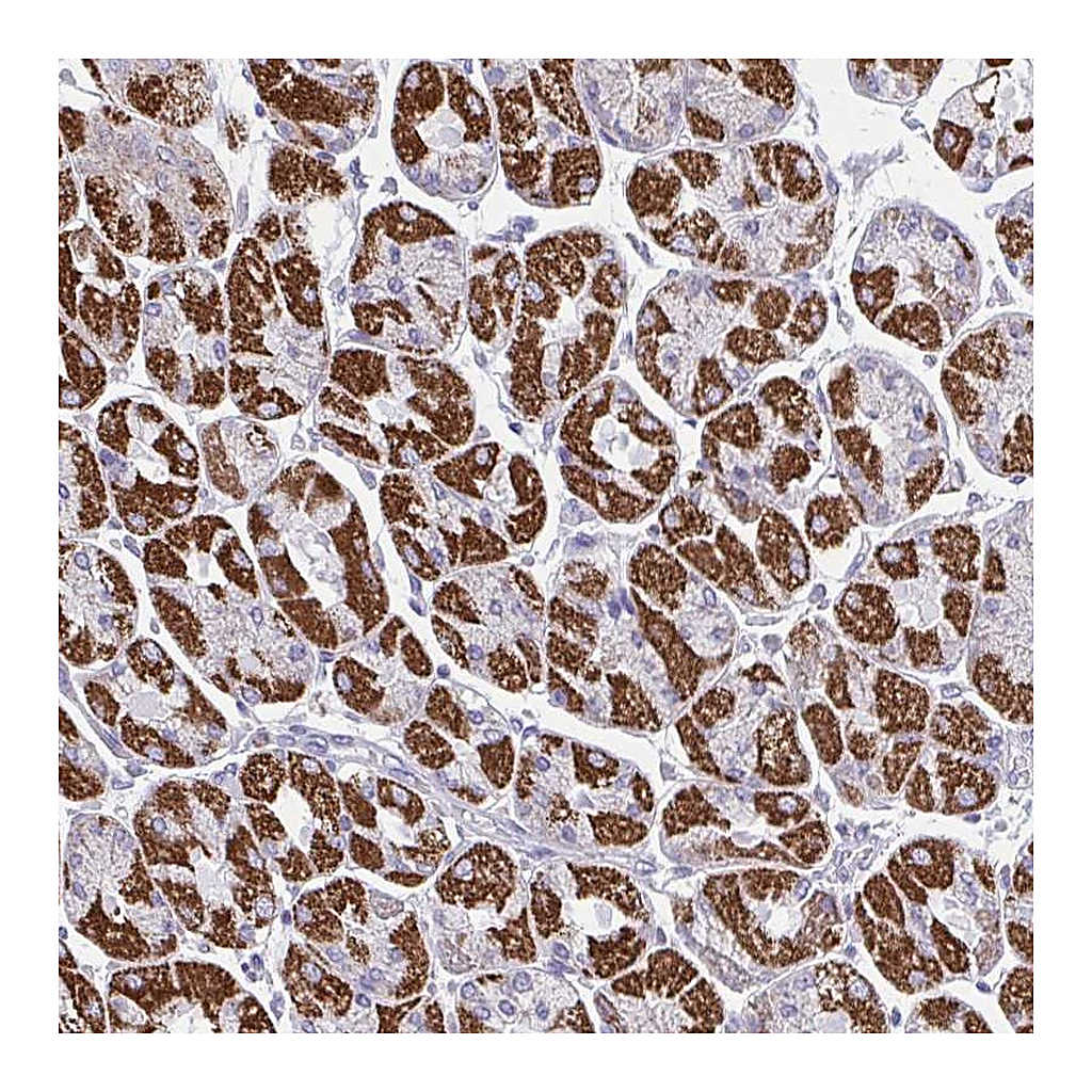 Atlas Antibodies Anti-OR13A1 Antibody