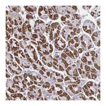 Atlas Antibodies Anti-OR13A1 Antibody