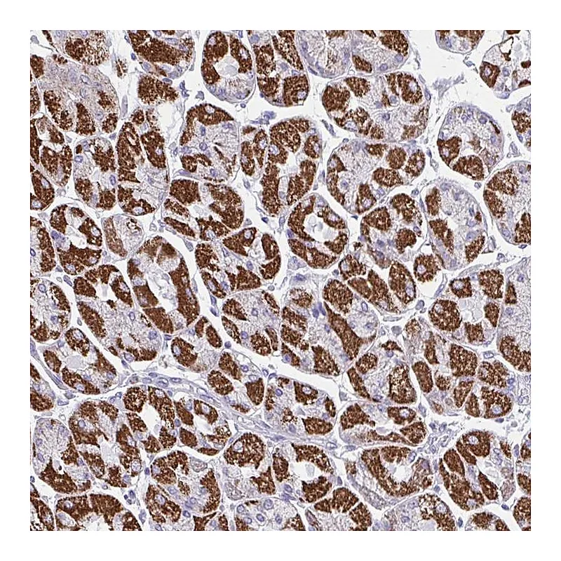Atlas Antibodies Anti-OR13A1 Antibody