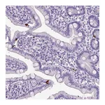 Atlas Antibodies Anti-OR14A2 Antibody