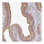 Atlas Antibodies Anti-OR11H4 Antibody