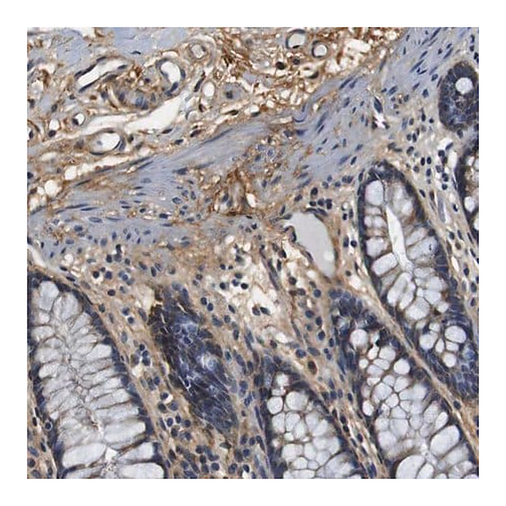 Merck Anti-COL1A1 antibody produced in rabbit