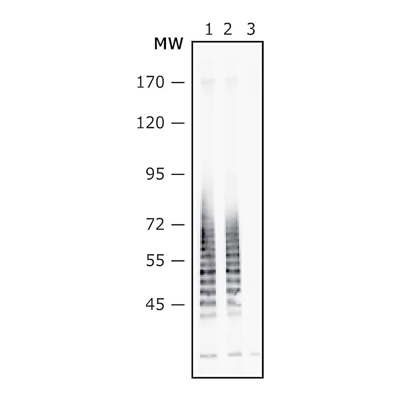Merck Anti-Escherichia coli O111:B4 LPS, &