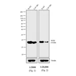 Thermo Fisher Scientific Rabbit anti-Mouse IgG F(ab`)2 Secondary Antibody, AP