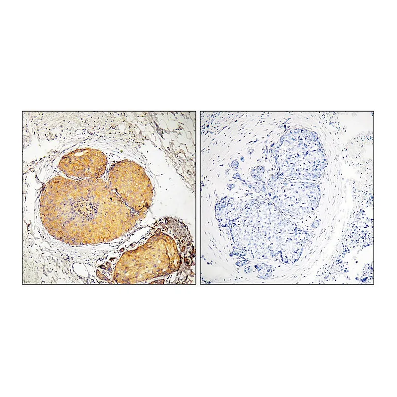 Merck Anti-phospho-FADD (pSer191) antibody produced in rabbit