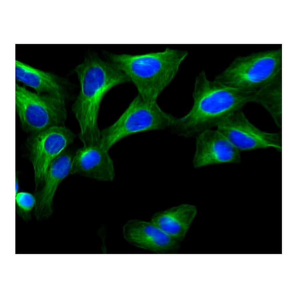 BD Alexa Fluor® 488 Mouse anti-β-Tubulin