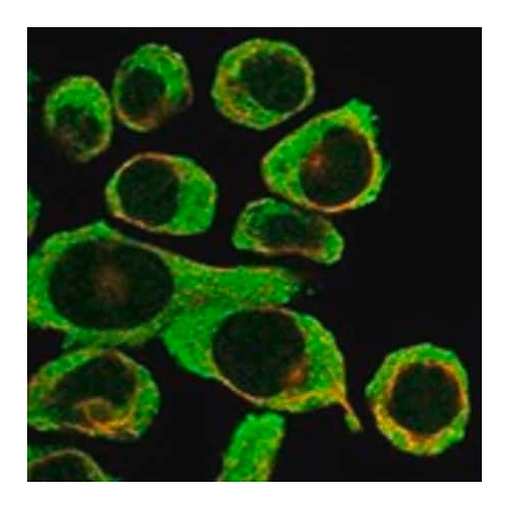 Merck Anti-F2RL3 antibody produced in rabbit