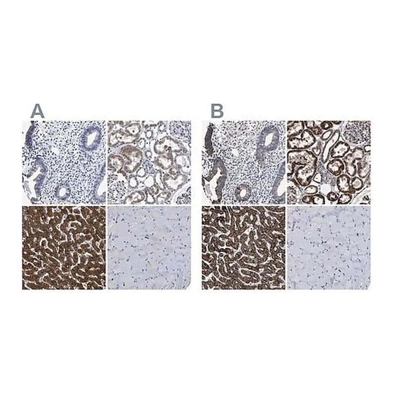 Merck Anti-AASS antibody produced in rabbit