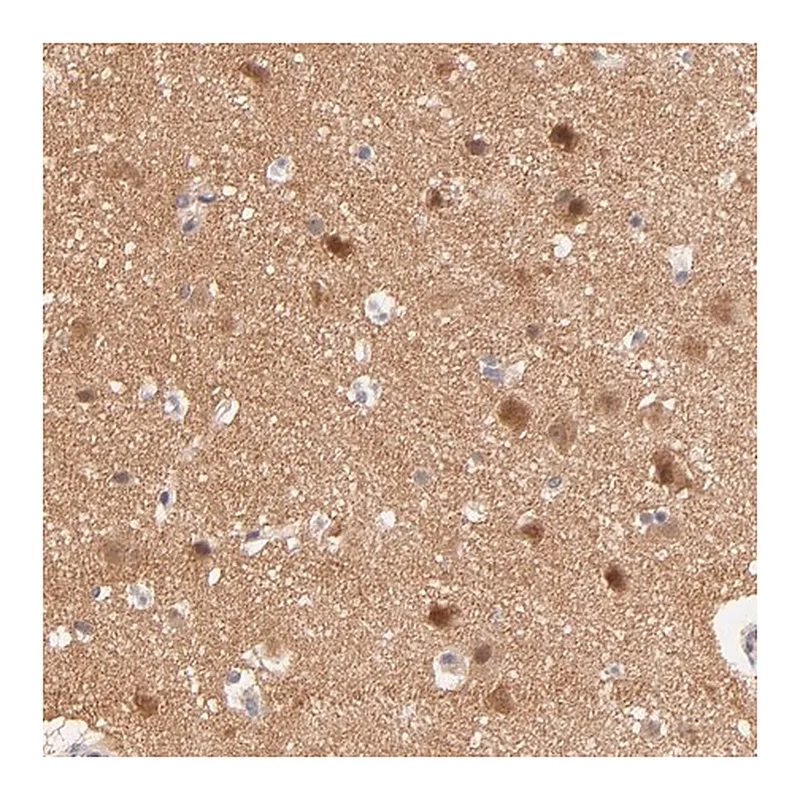 Merck Anti-TXNL1 antibody produced in rabbit