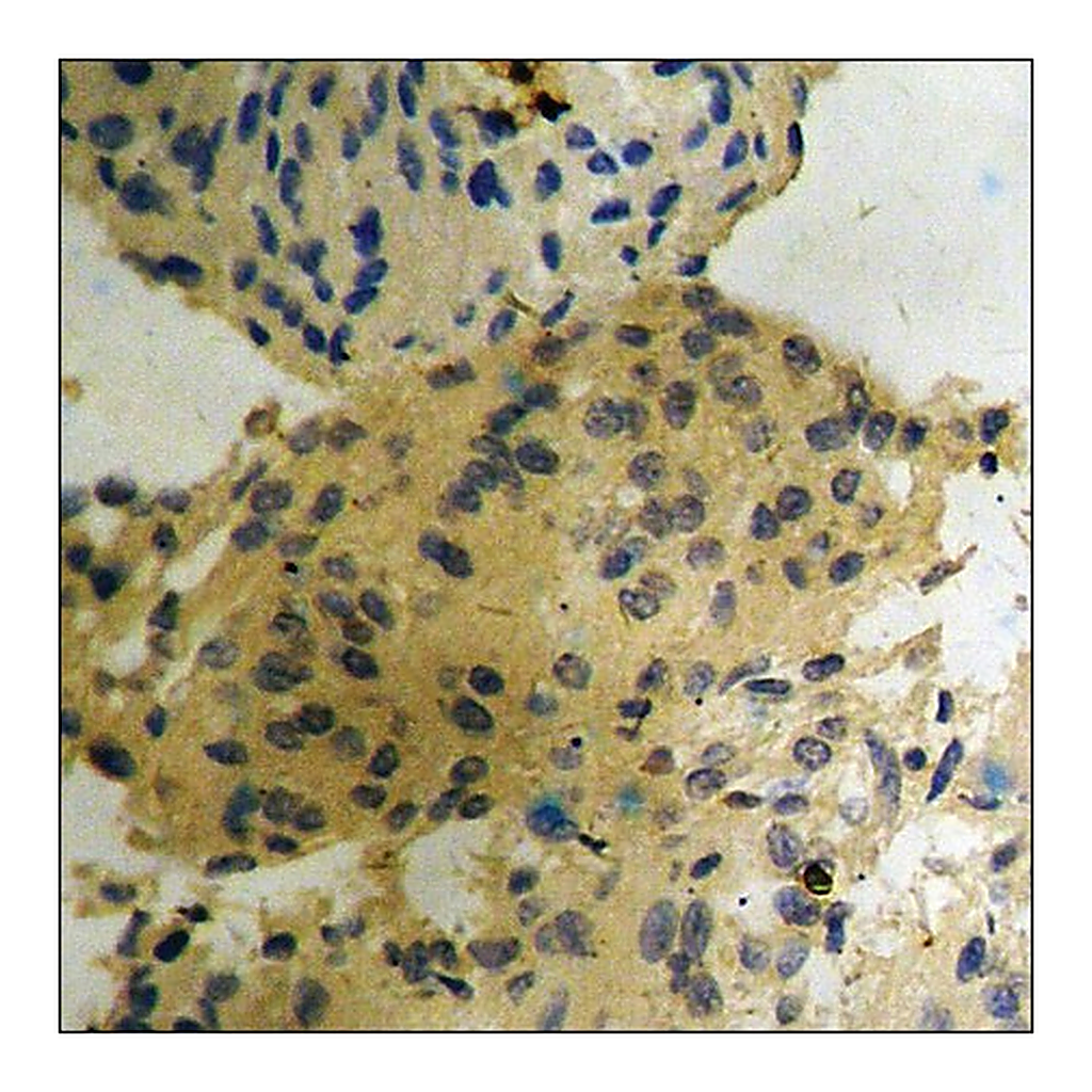 Merck Anti-phospho-B-RAF (pSer602) antibody produced in rabbit