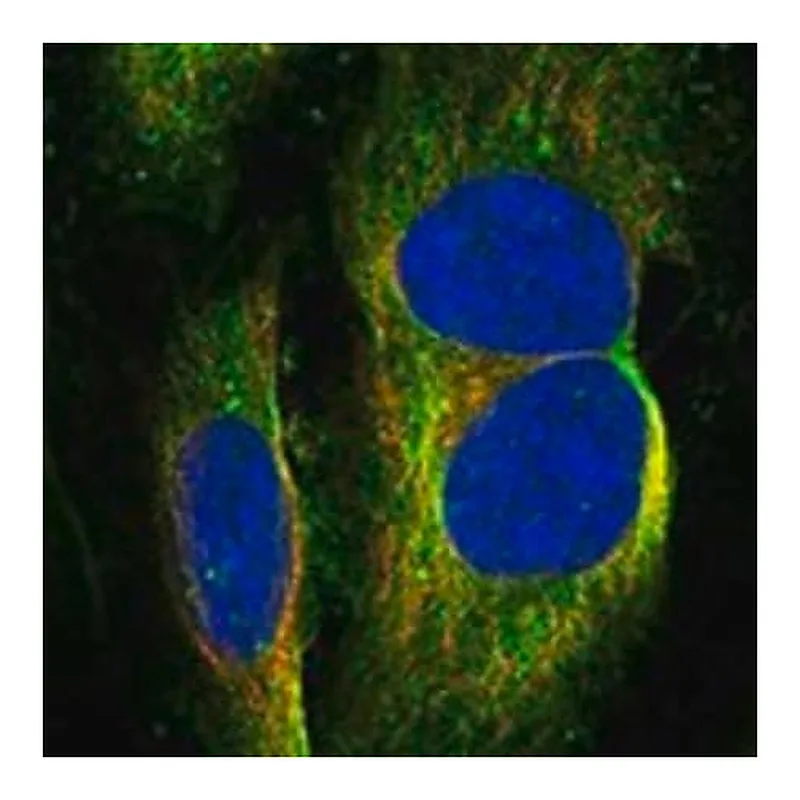 Merck Anti-GRAMD1B antibody produced in rabbit
