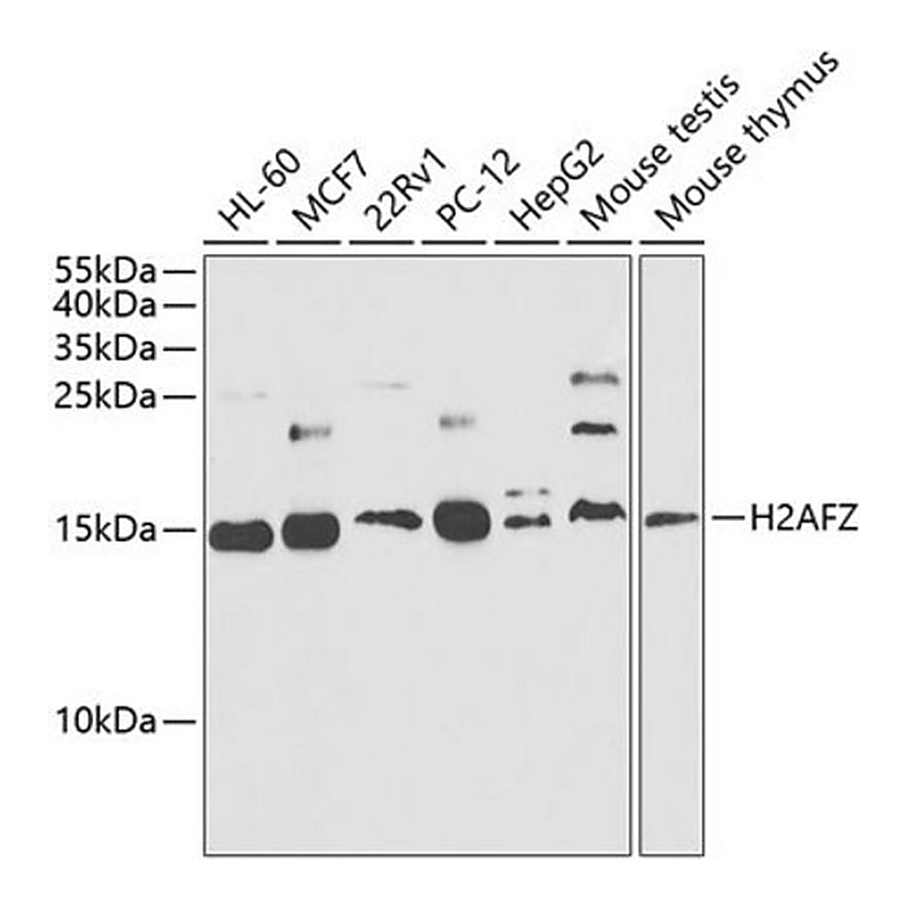 Merck Anti- Histone H2A.Z antibody produced in rabbit