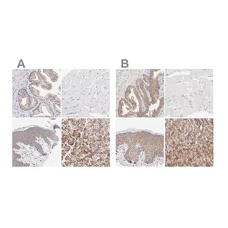 Merck Anti-PPFIBP2 antibody produced in rabbit