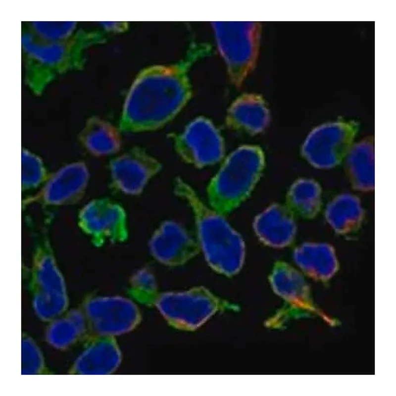 Merck Anti-RCSD1 antibody produced in rabbit