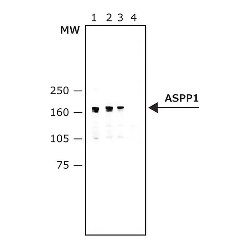 Merck Monoclonal Anti-ASPP1 antibody produced in mouse