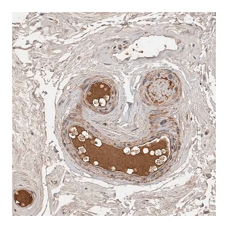 Merck Anti-CFI antibody produced in rabbit