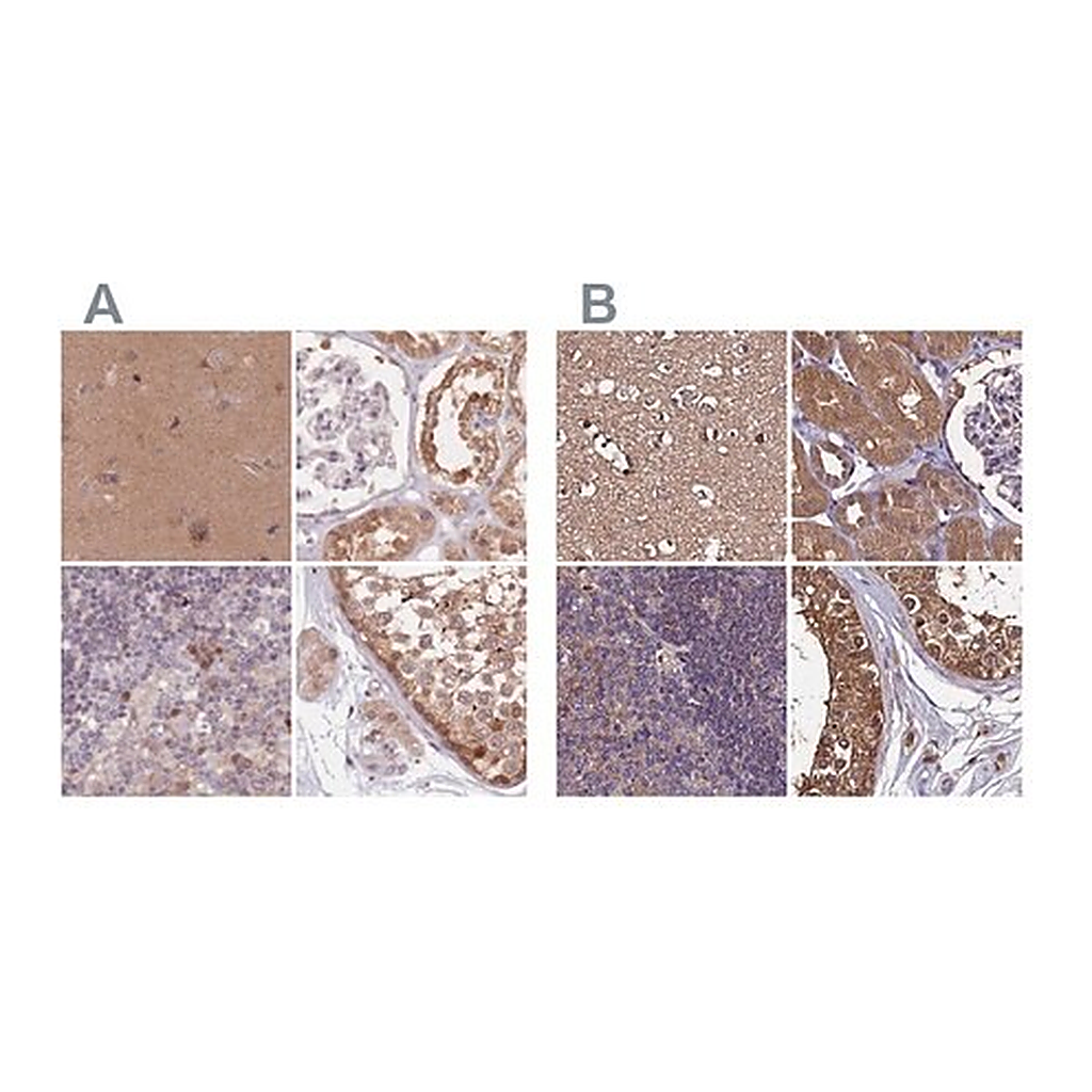 Merck Anti-NAXE antibody produced in rabbit