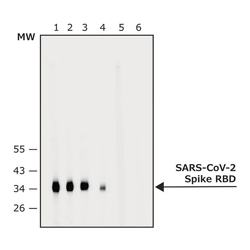 Merck Anti-SARS-COV-2-Spike-RBD region antibody produced in rabbit