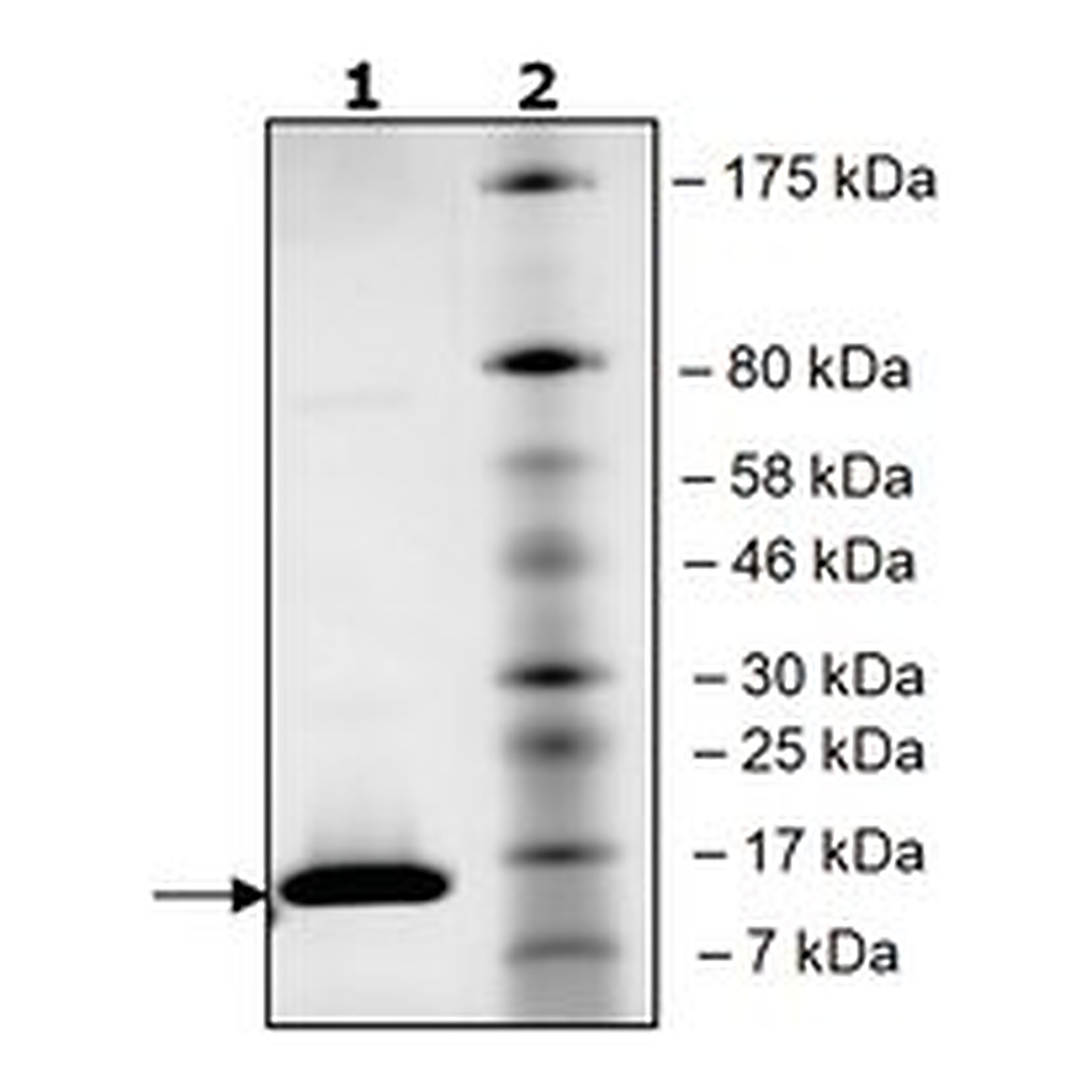 Merck BRD4 (49-170) HIS TAG HUMAN