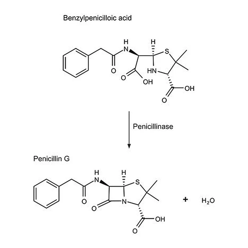Merck Penicillinase from Bacillus cereus