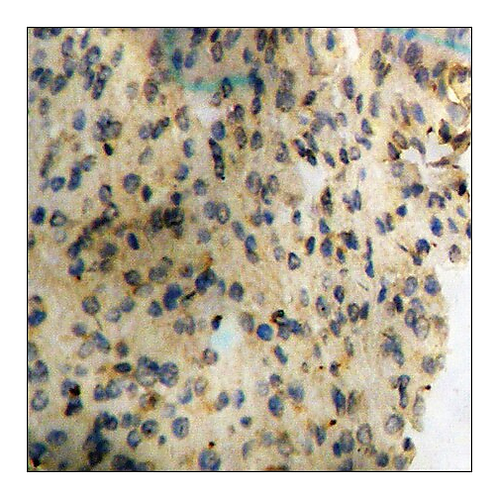 Merck Anti-phospho-Synuclein-alpha (pTyr133) antibody produced in rabbit