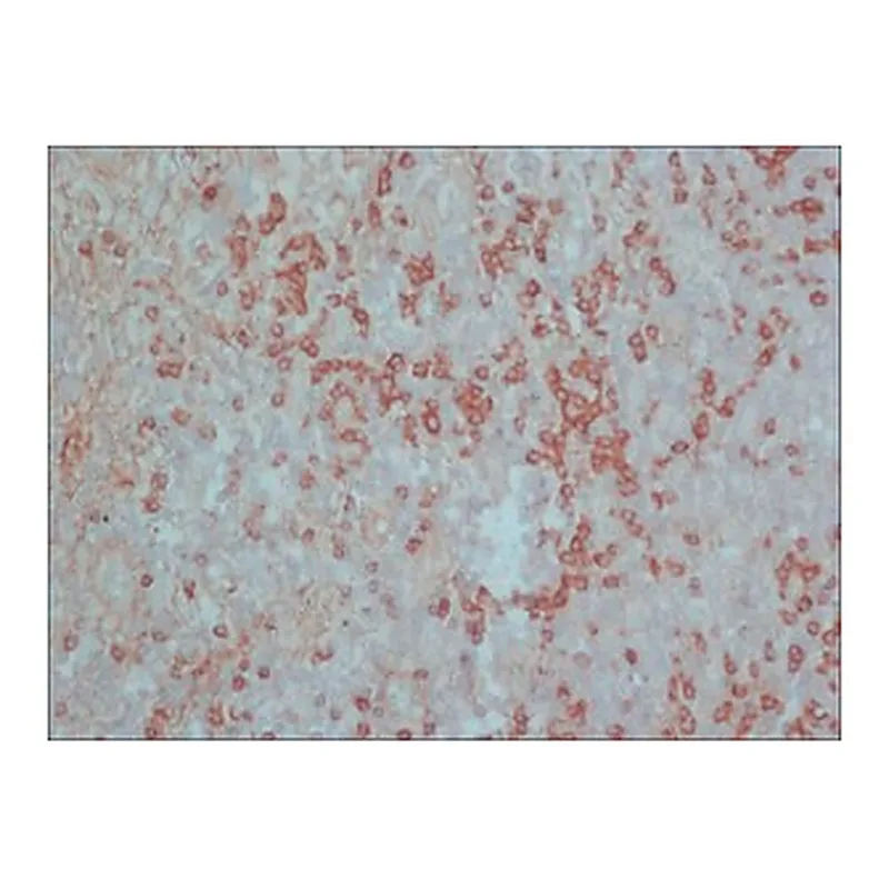 Merck ANTI-RAT IGG (WHOLE MOLECULE) PEROXIDAS&