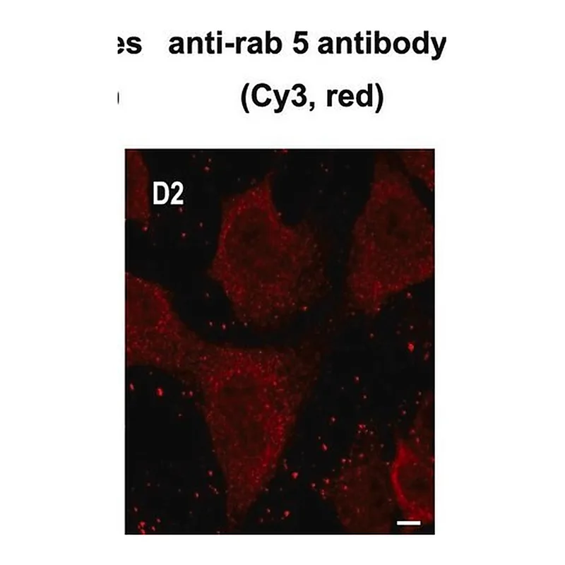 Merck Anti-Rab5 antibody, Mouse monoclonal