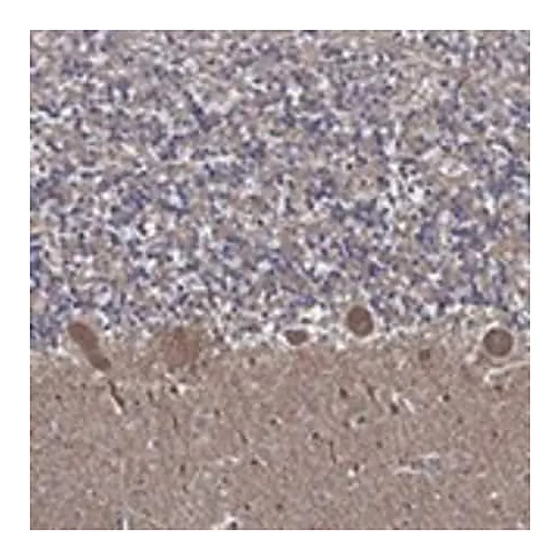 Merck Anti-APBB3 antibody produced in rabbit