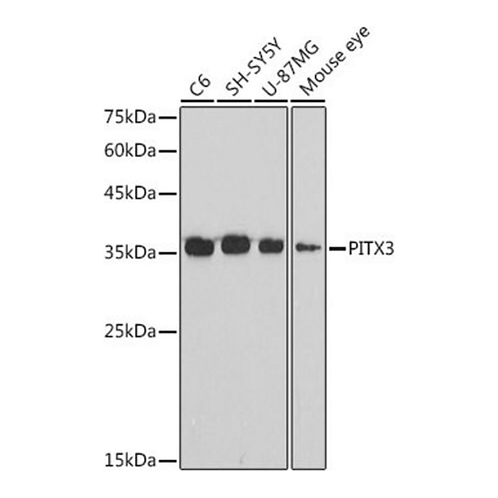 Merck Anti-PITX3 antibody produced in rabbit