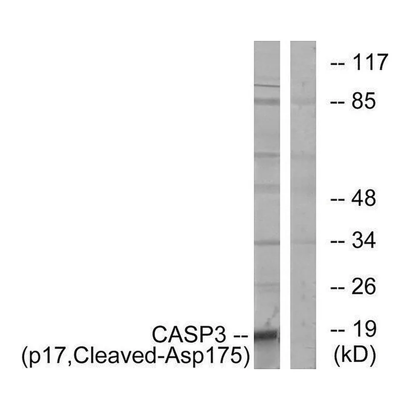 Merck Anti-CASP3 (p17, Cleaved-Asp175) antibody produced in rabbit