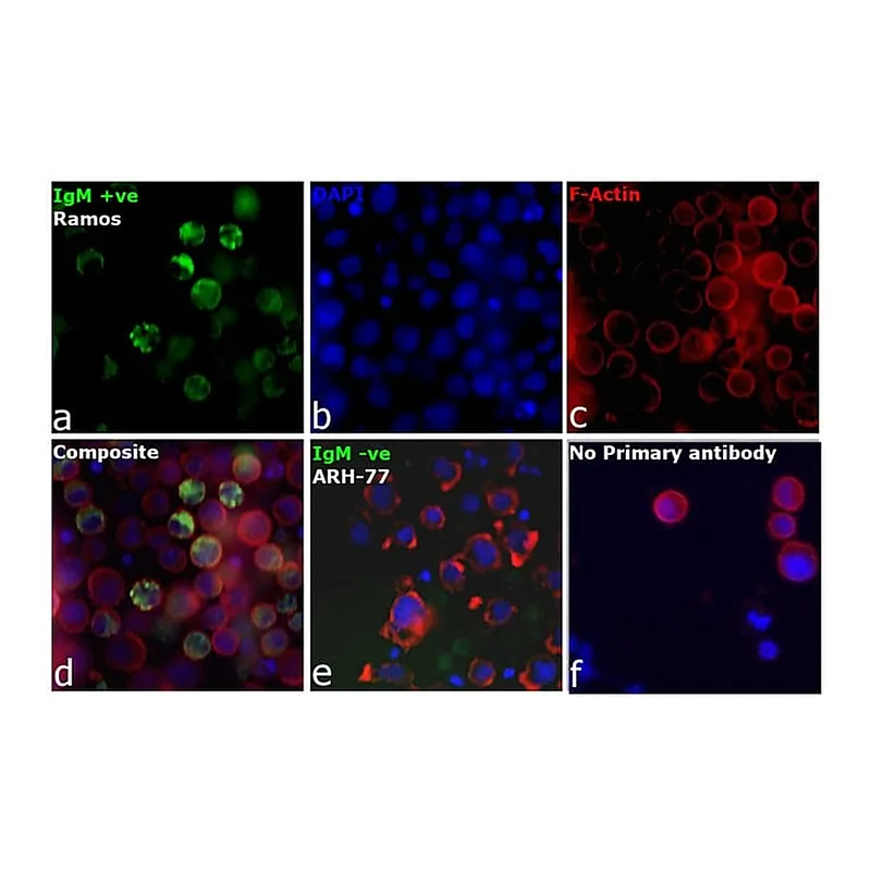 Thermo Fisher Scientific Goat anti-Human IgM Cross-Adsorbed Secondary Antibody, DyLight 488