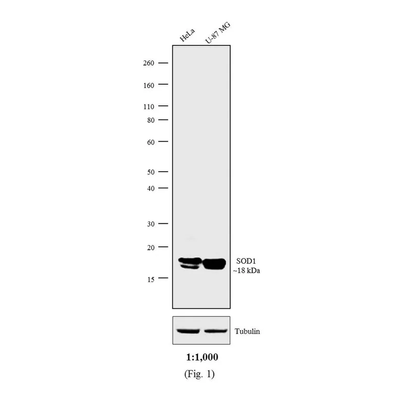 Thermo Fisher Scientific Rat anti-Mouse Kappa Light Chain Secondary Antibody, HRP