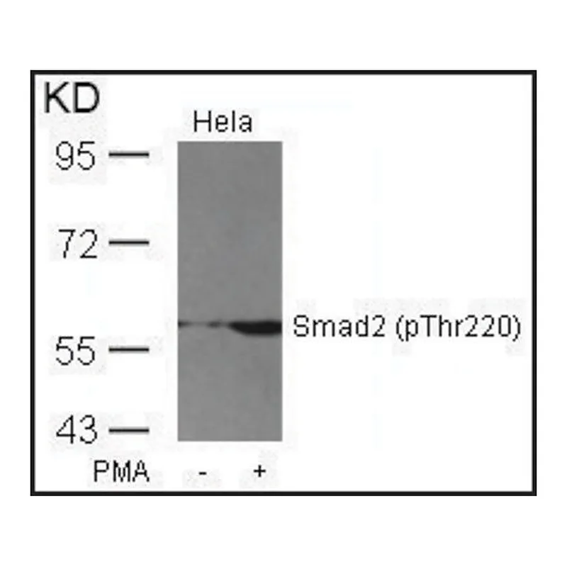 Merck Anti-phospho-SMAD2 (pThr220) antibody produced in rabbit