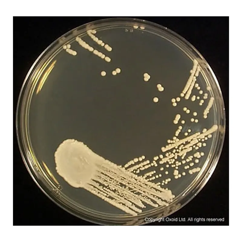 OXOID Sabouraud Dextrose Agar (Dehydrated)