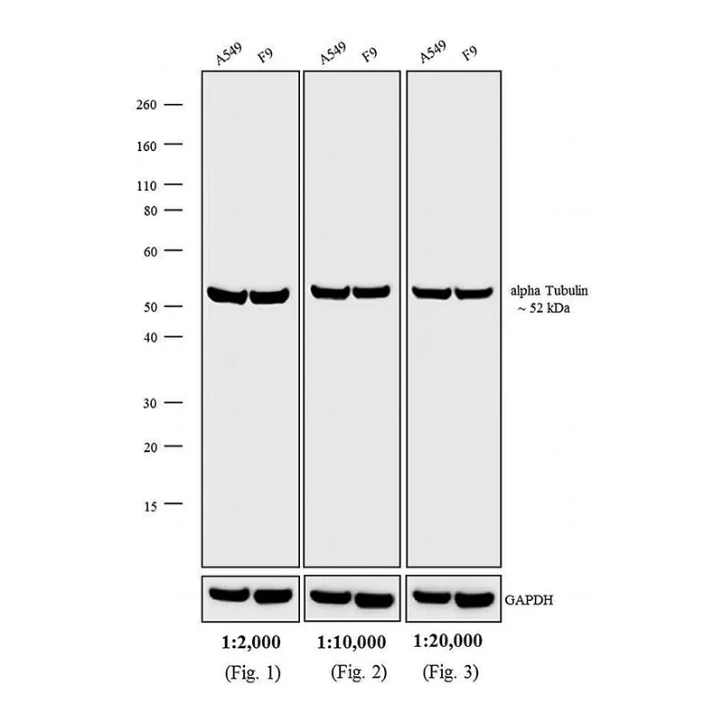Thermo Fisher Scientific Goat anti-Rat IgG (H+L) Secondary Antibody, HRP