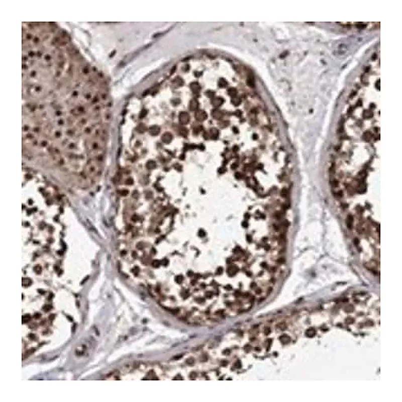 Merck Anti-KPNA3 antibody produced in rabbit