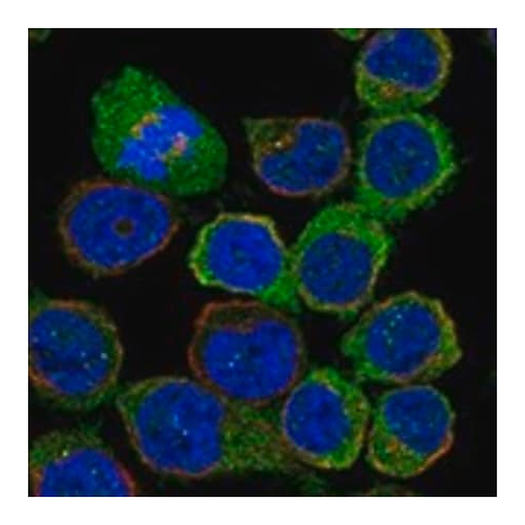 Merck Anti-RASGRP2 antibody produced in rabbit