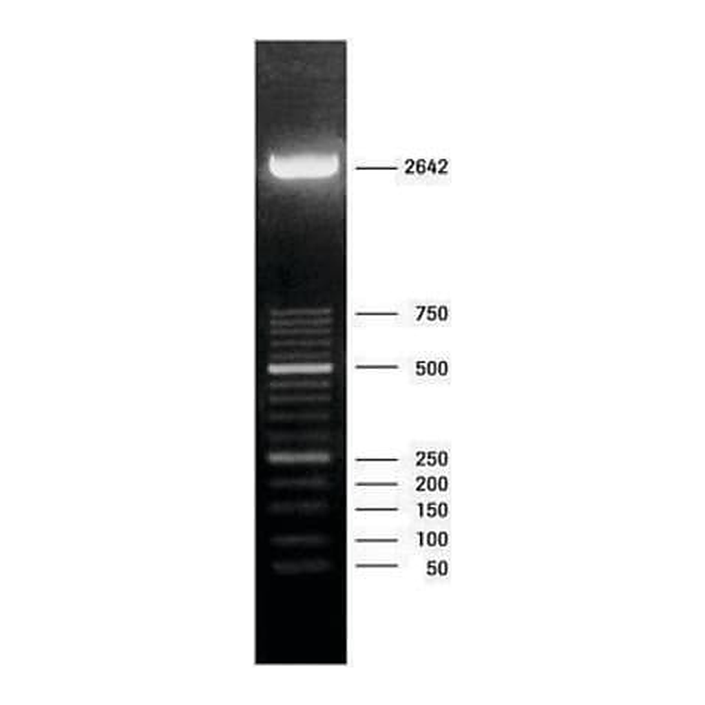 Merck DNA Molecular Weight Marker XIII (50 bp ladder)