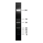 Merck DNA Molecular Weight Marker XIII (50 bp ladder)